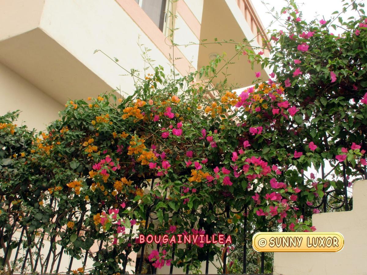 Appartamento Sunny Luxor Esterno foto